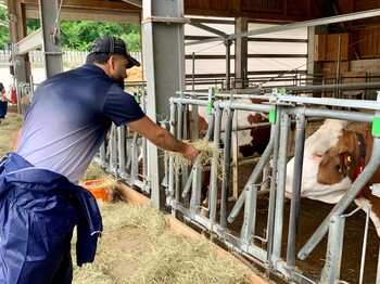 Mann mit blauen Anzug füttert eine Kuh mit Heu