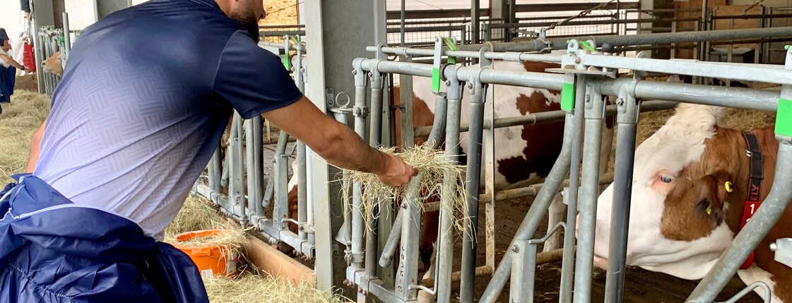 Mann mit blauen Anzug füttert eine Kuh mit Heu